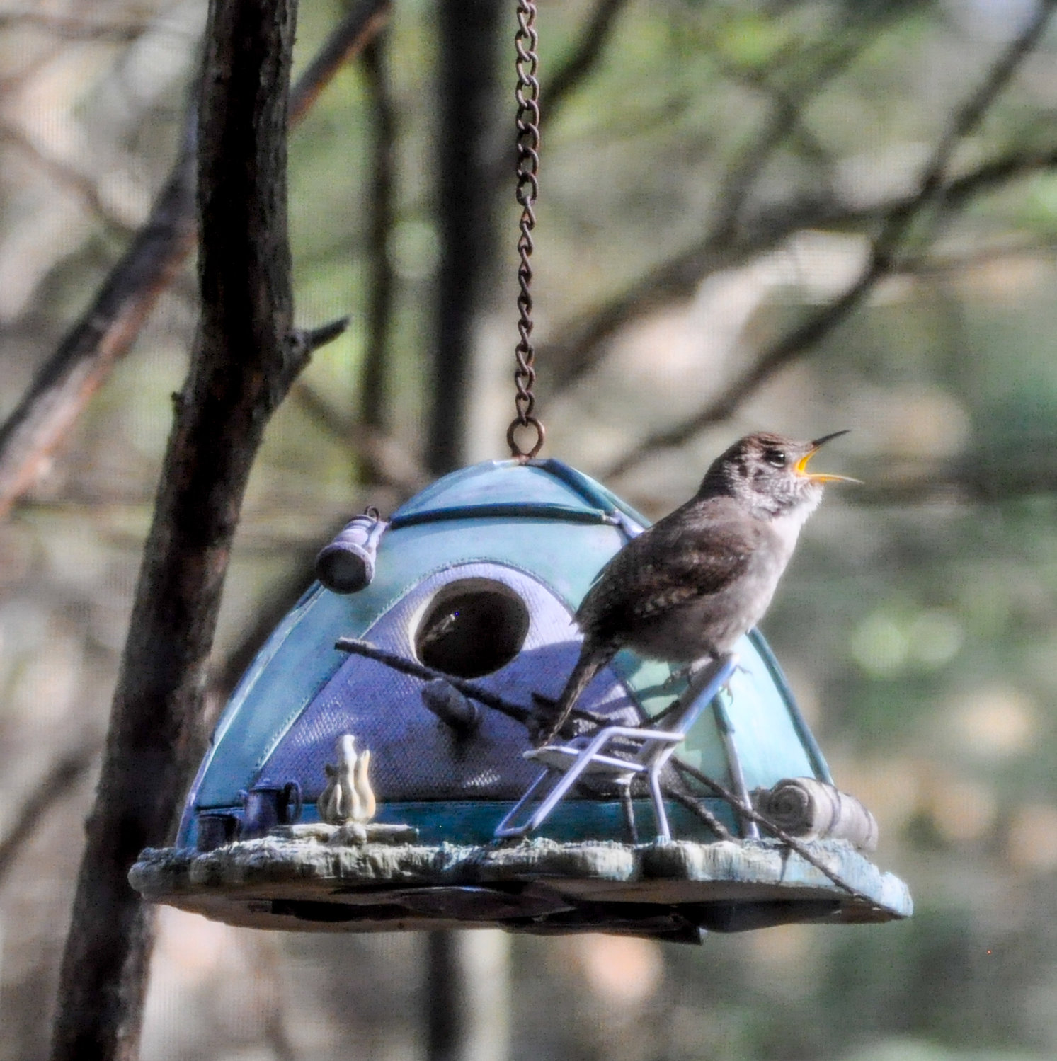 “Uh-huh,” I mumbled, hoping he couldn’t hear the camera clicking away as I focused on the birds flitting in and out of my cool dome-tent birdhouse.